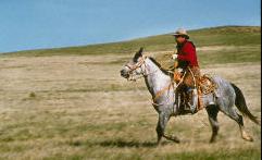 Cowboy on the Trail